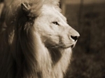 White Lion head